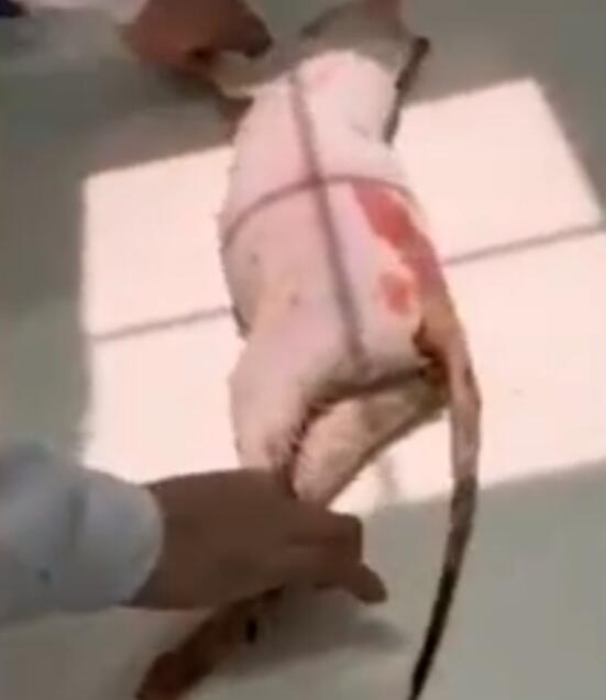 当知今日何必当初!虐猫男子家属道歉说了什么?